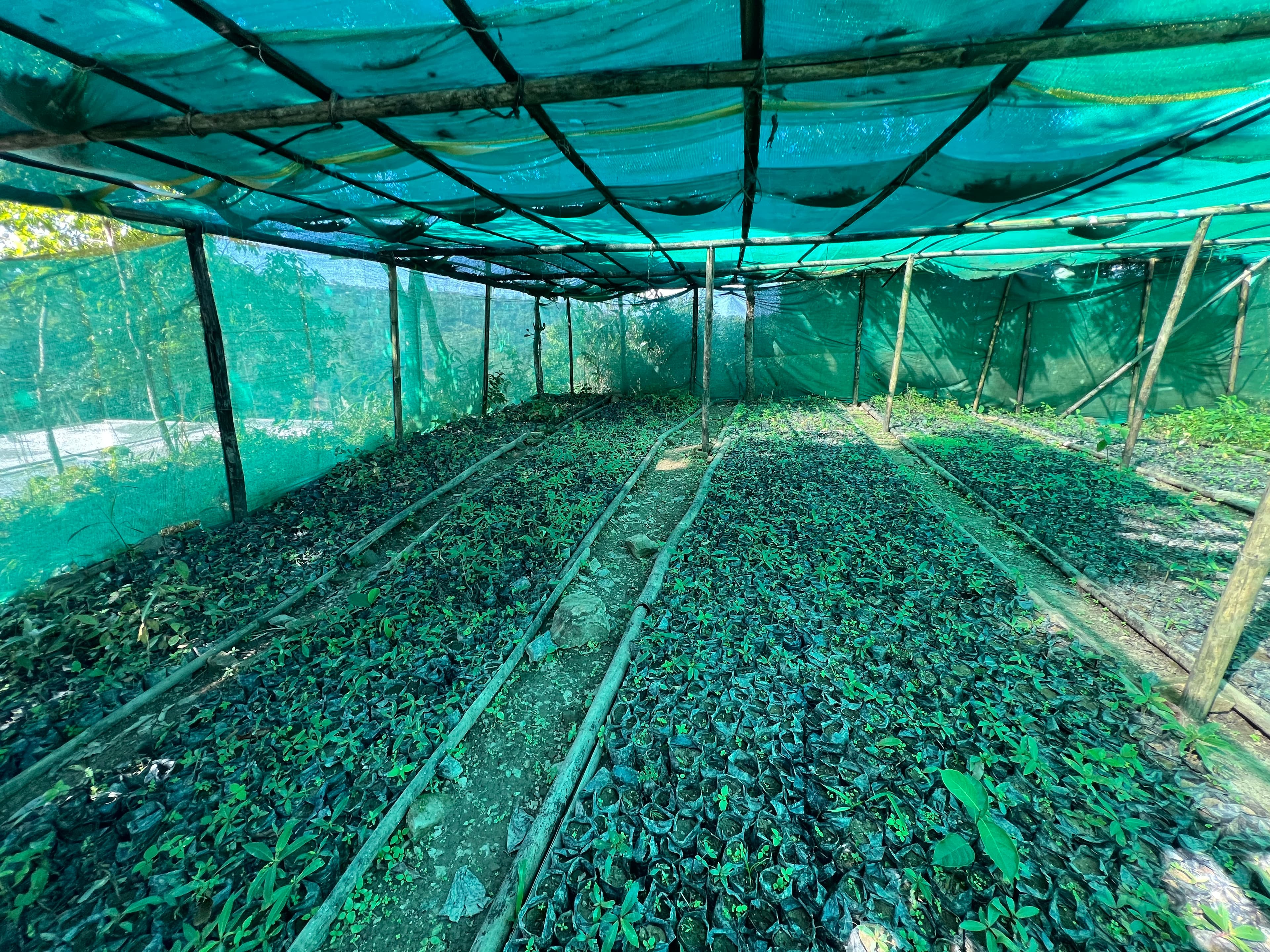 Native tree saplings in a village-run nursery.